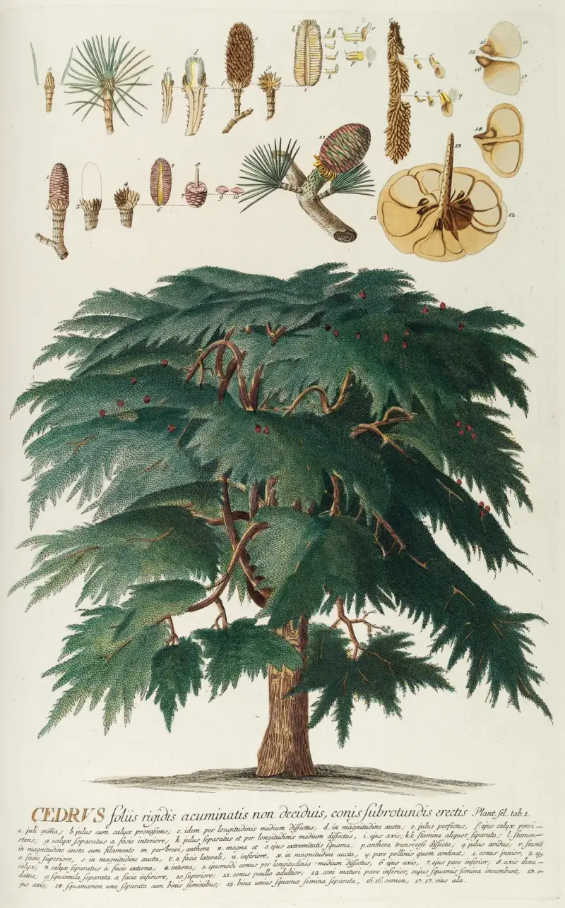 Cedrus II av Georg Dionysius Ehret