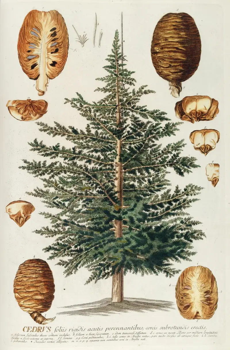 Cedrus III von Georg Dionysius Ehret