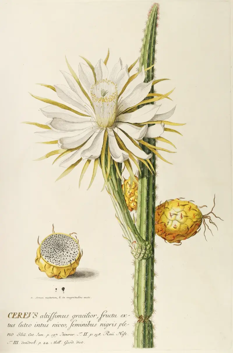 Cereus von Georg Dionysius Ehret