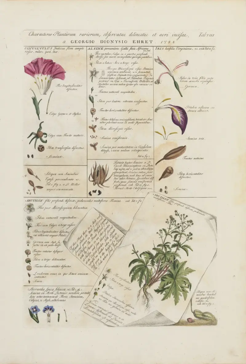 Characters of flowers (Characteris plantarum), 1748 – nr 1 av Georg Dionysius Ehret