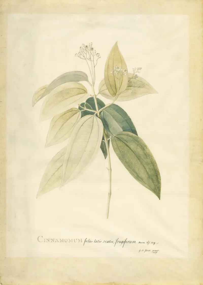 Cinnamomum, Georg Dionysius Ehret