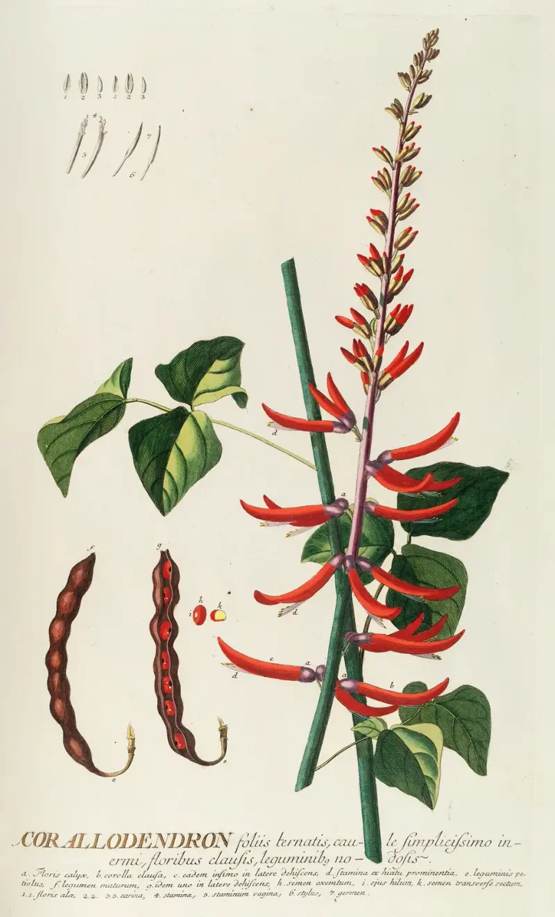 Corallodendron II von Georg Dionysius Ehret