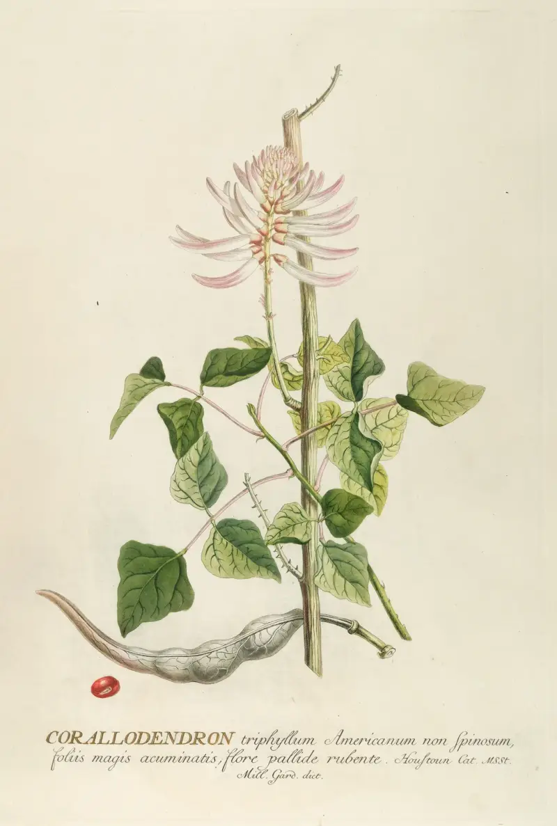 Corallodendron von Georg Dionysius Ehret