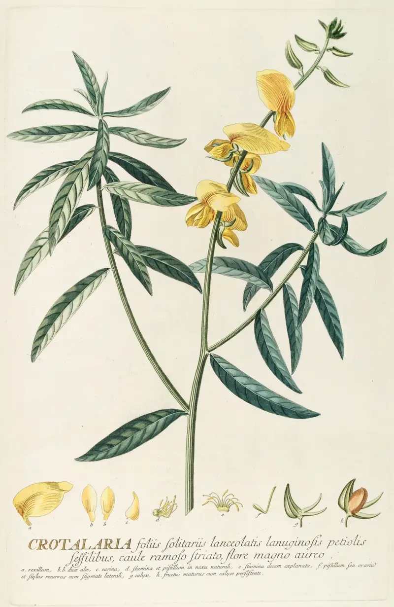 Crotalaria von Georg Dionysius Ehret