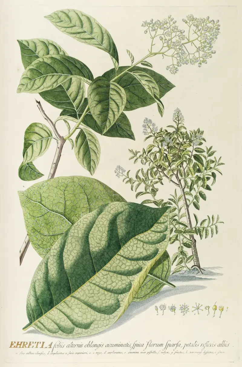 Ehretia von Georg Dionysius Ehret