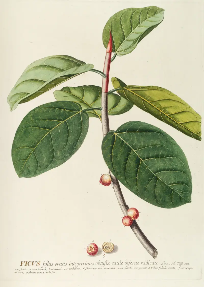 Ficus von Georg Dionysius Ehret