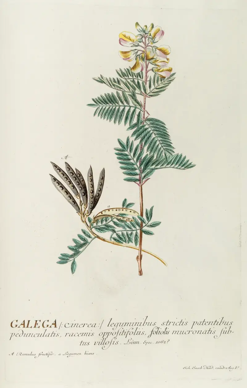 Galega von Georg Dionysius Ehret