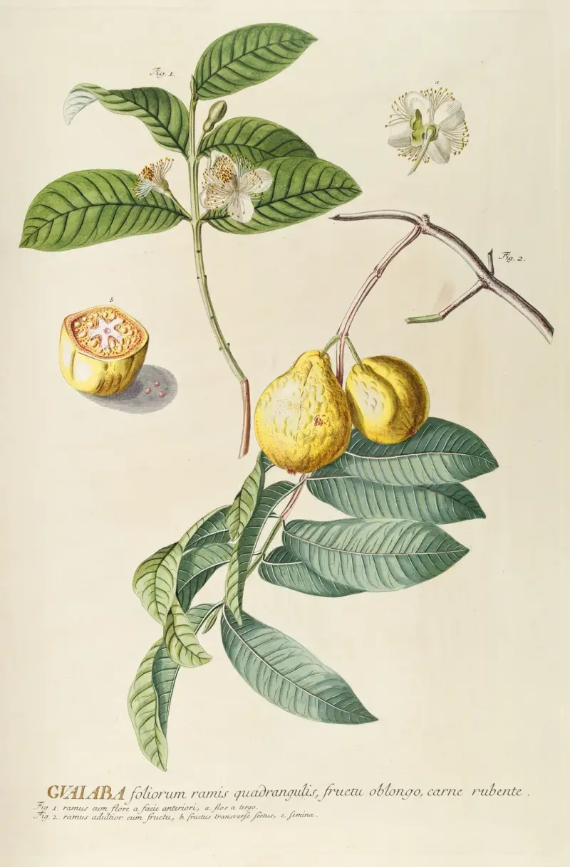 Guaiaba von Georg Dionysius Ehret