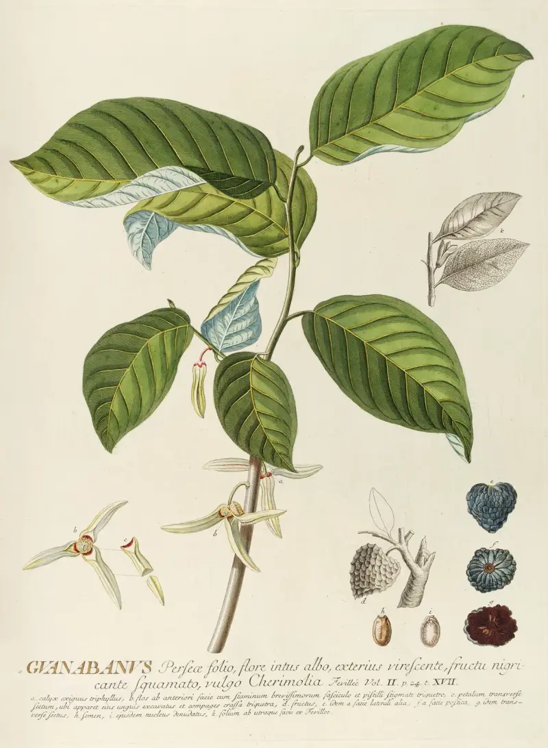 Guanabanus von Georg Dionysius Ehret