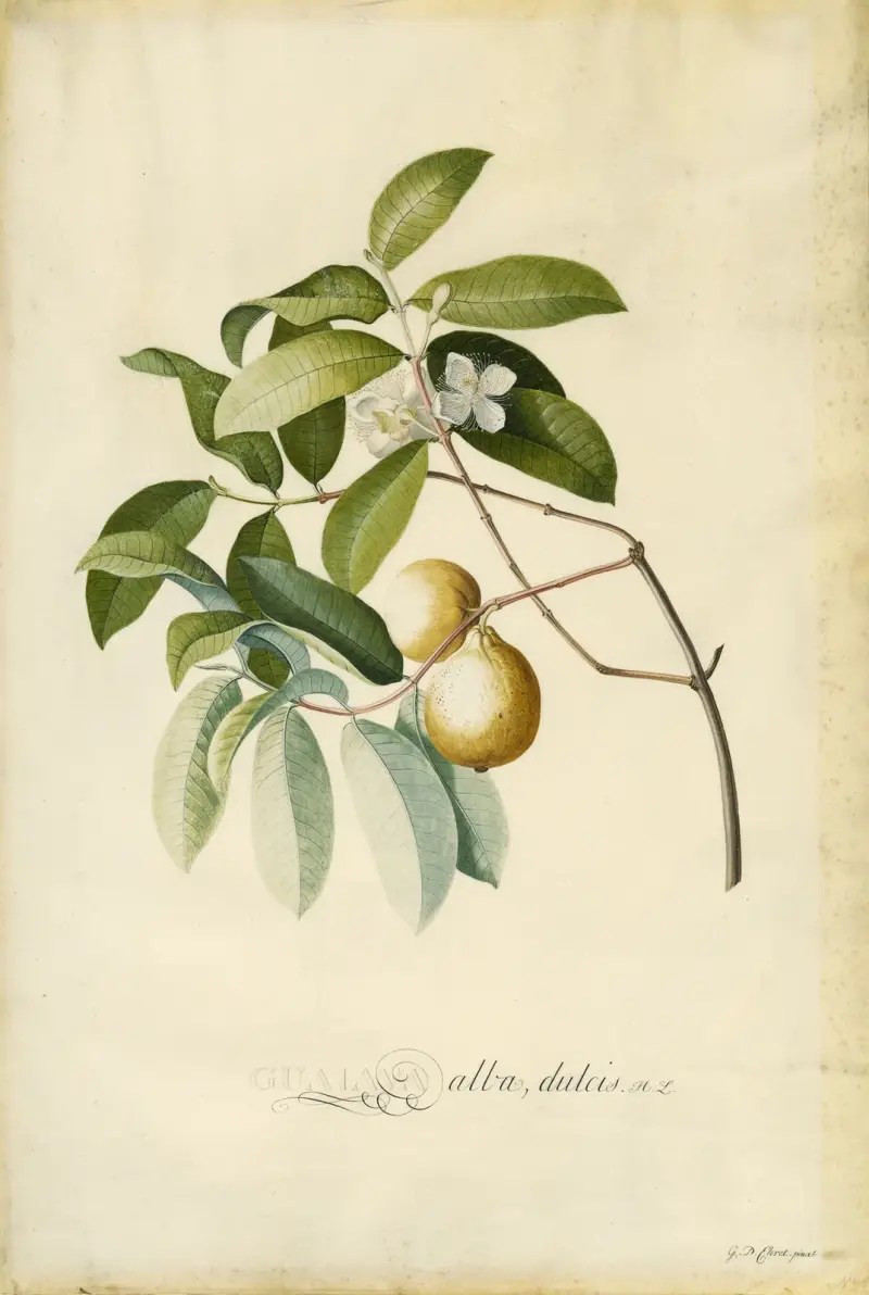 Guava, Georg Dionysius Ehret