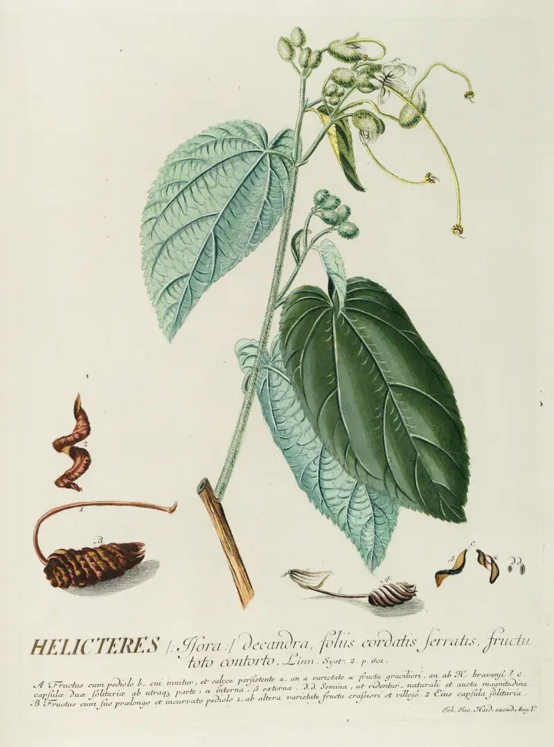 Helicteres von Georg Dionysius Ehret