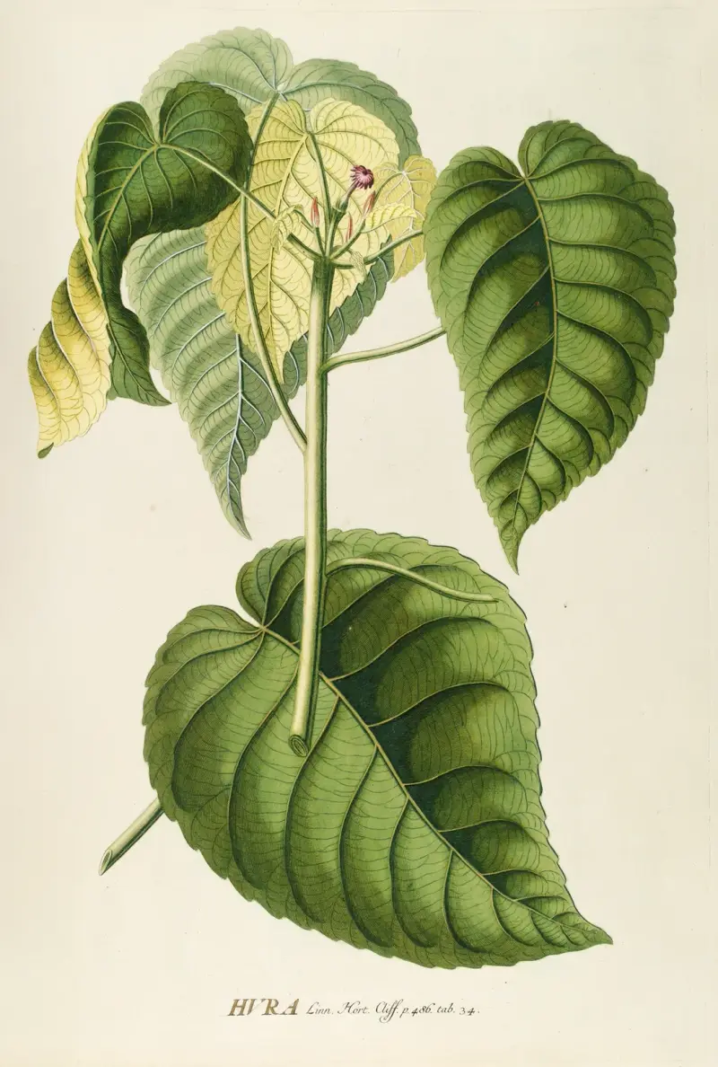 Hura av Georg Dionysius Ehret