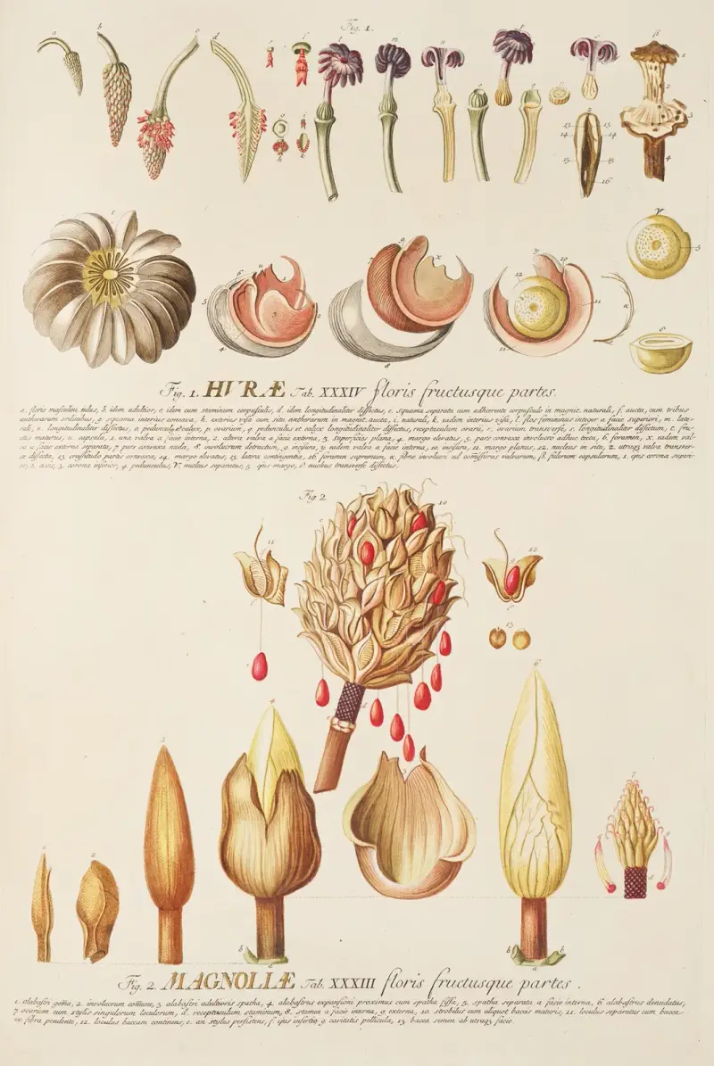 Hurae Magnoliae von Georg Dionysius Ehret