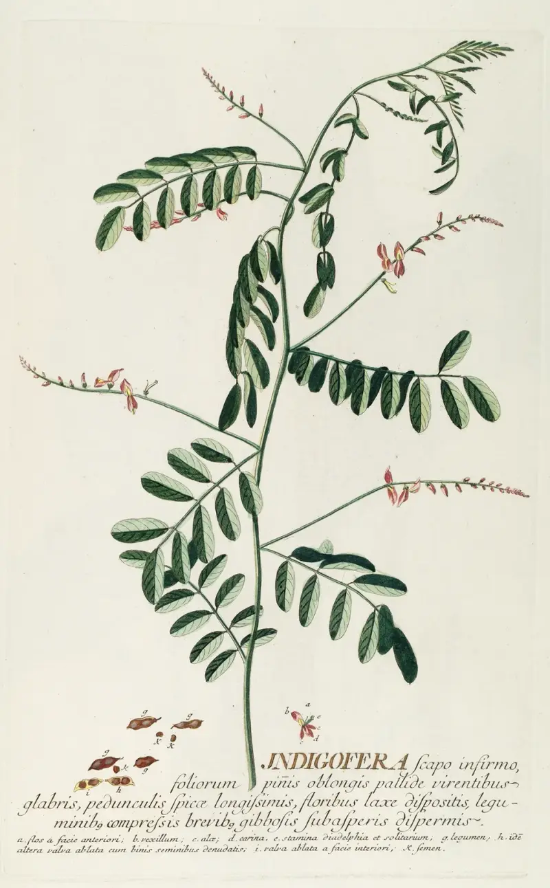 Indigofera III von Georg Dionysius Ehret
