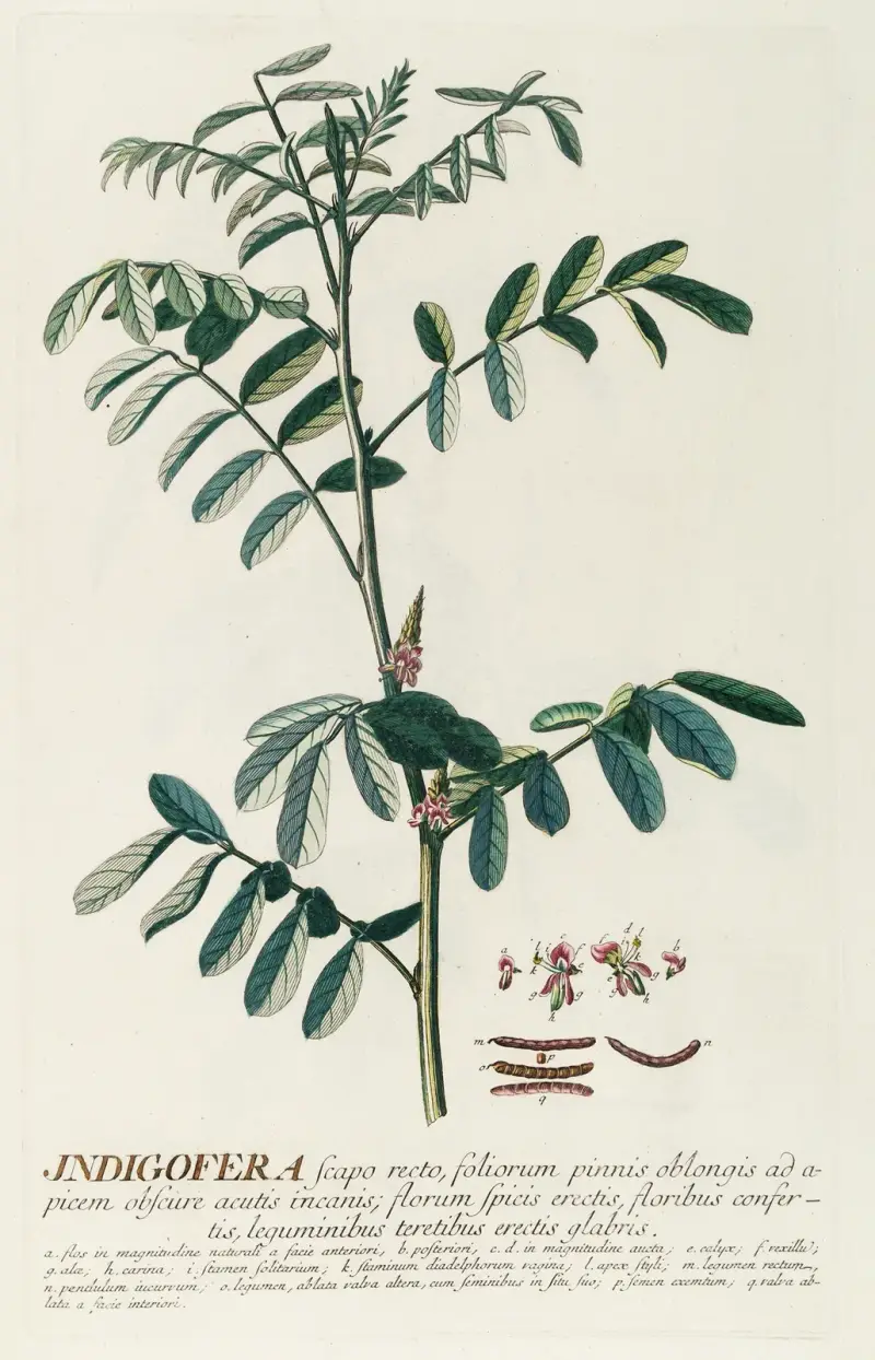 Indigofera av Georg Dionysius Ehret