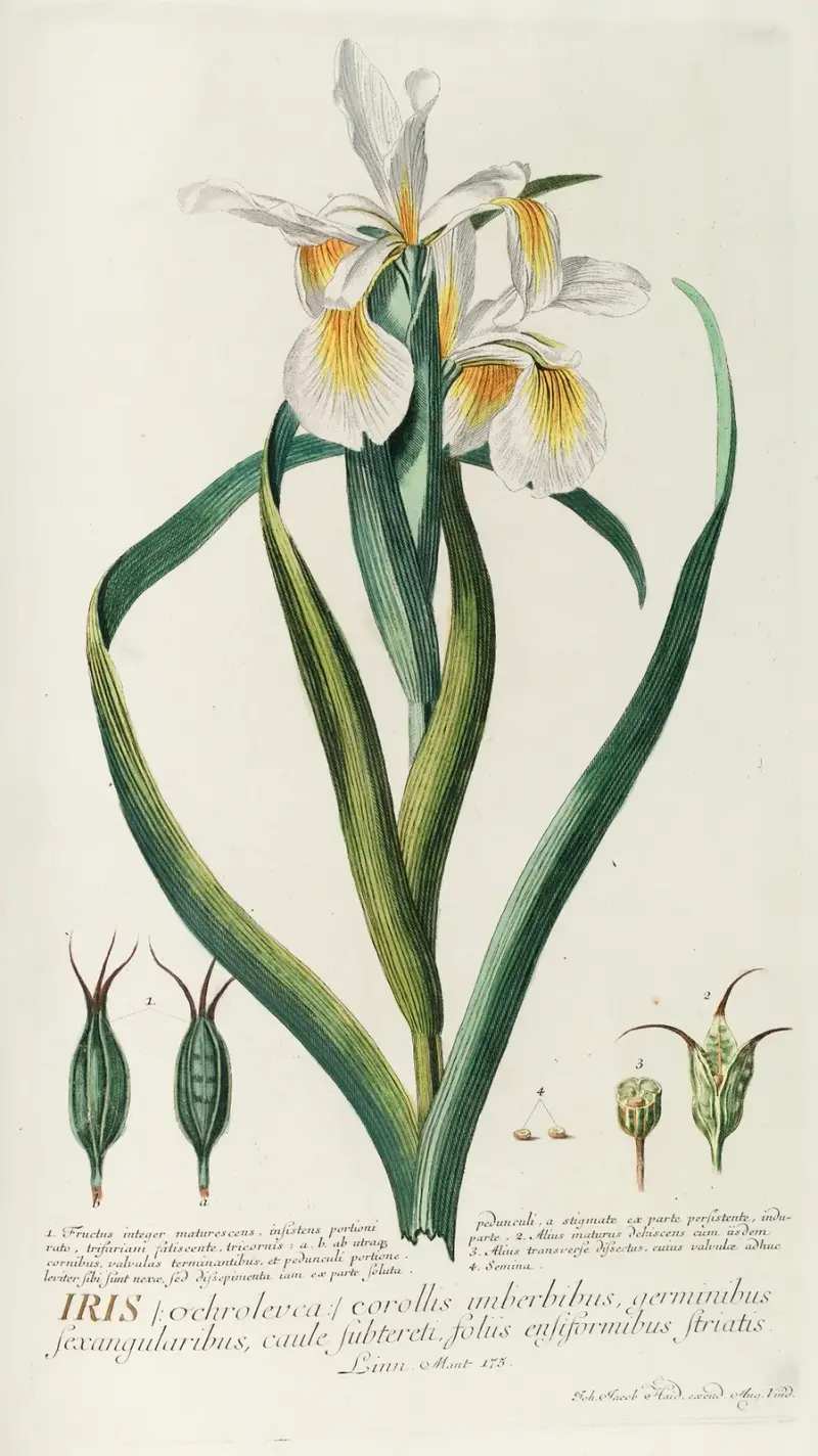 Iris von Georg Dionysius Ehret