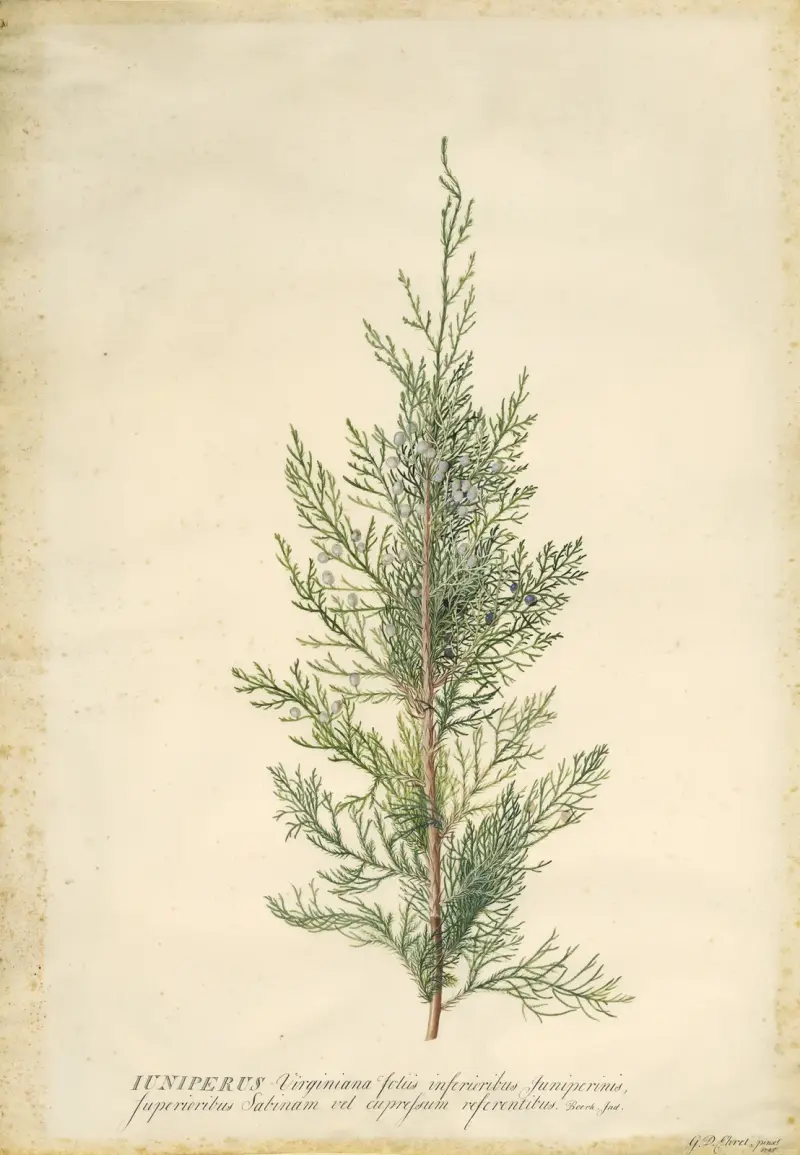 Jalovec, Georg Dionysius Ehret