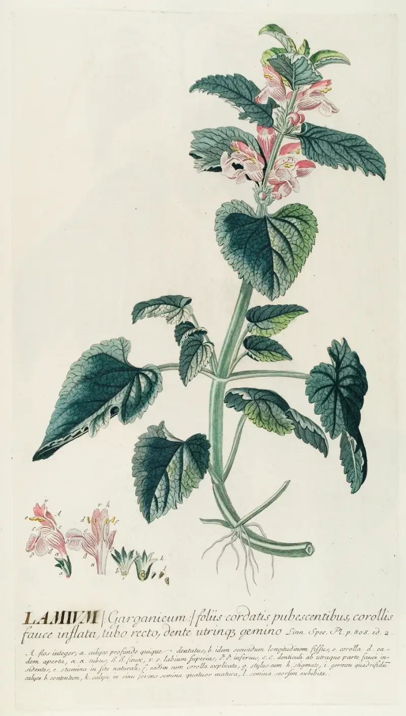 Lamium von Georg Dionysius Ehret