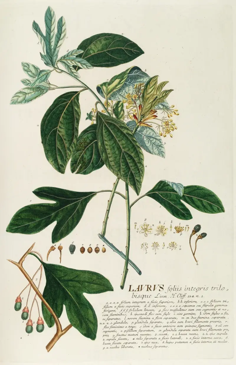 Laurus II von Georg Dionysius Ehret
