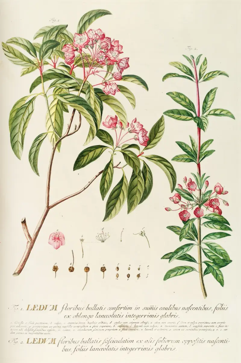 Ledum von Georg Dionysius Ehret