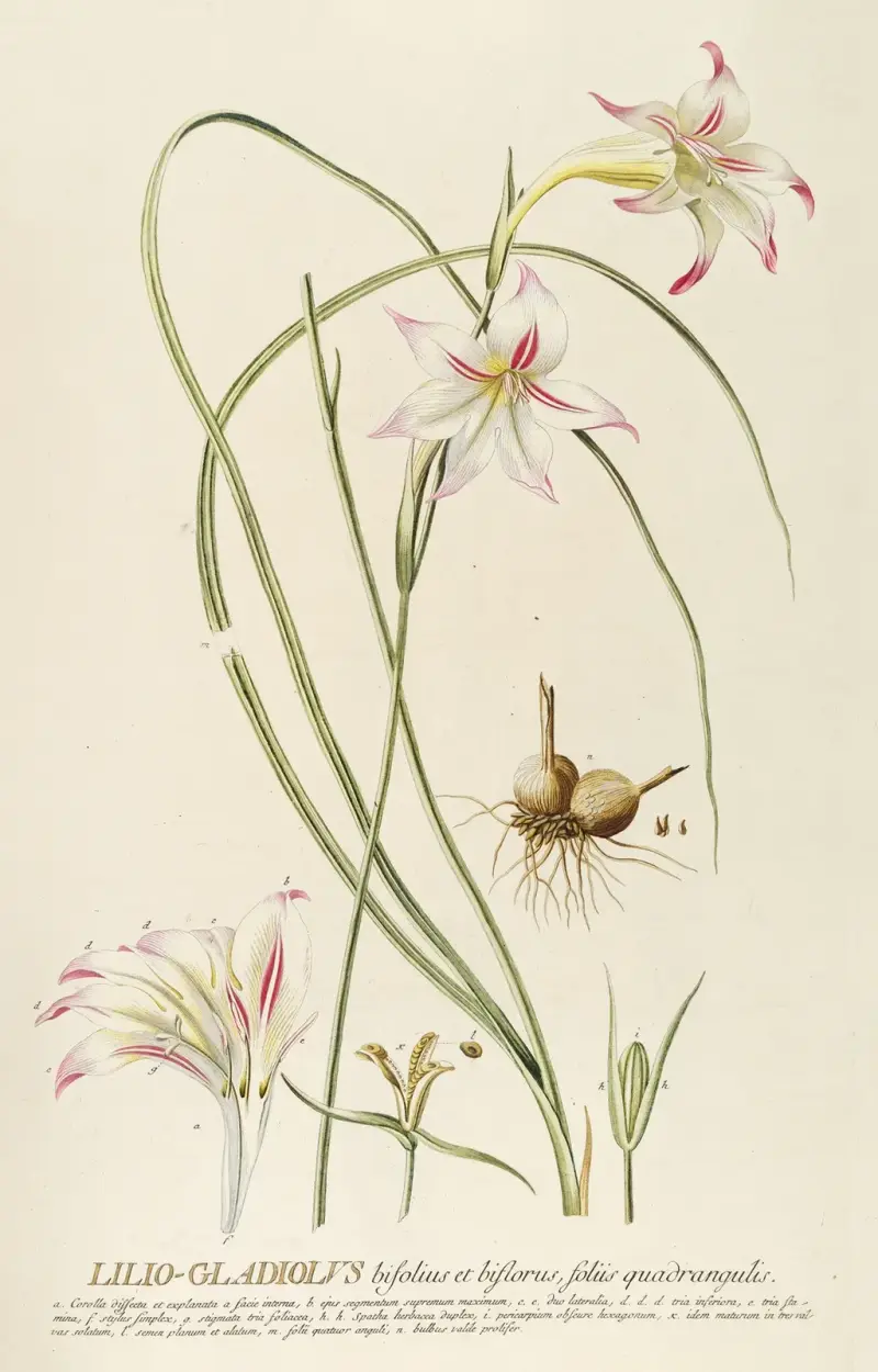 Lilio-Gladiolus av Georg Dionysius Ehret