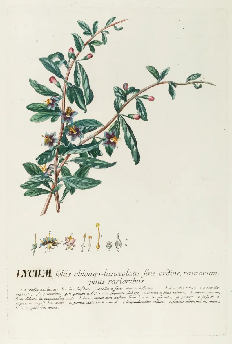 Lycium von Georg Dionysius Ehret
