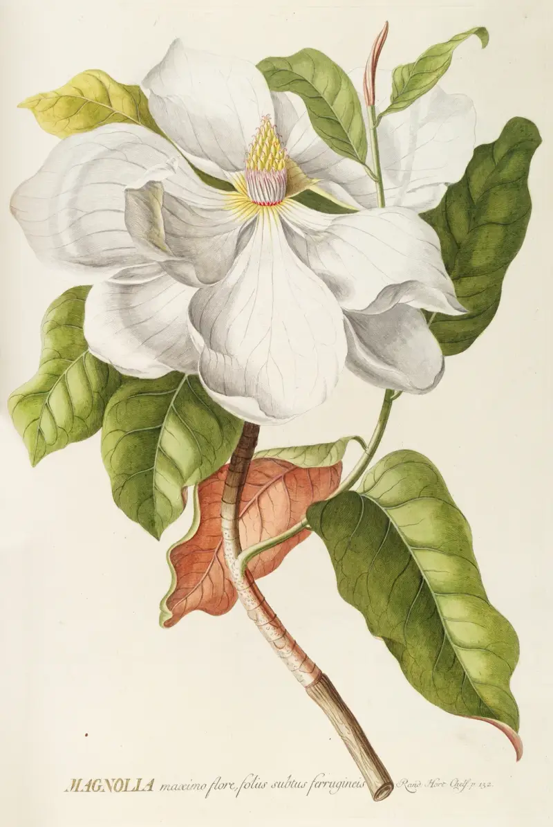 Magnolia II av Georg Dionysius Ehret
