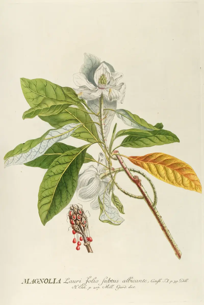 Magnolia von Georg Dionysius Ehret