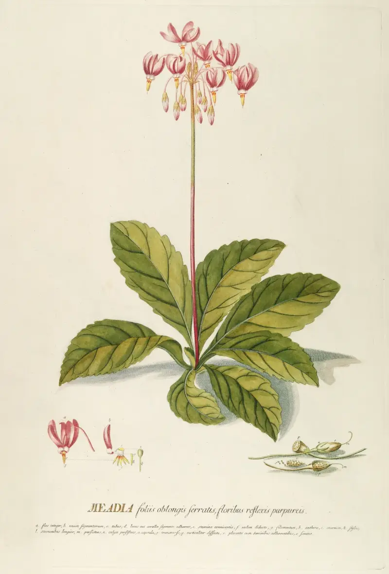 Meadia av Georg Dionysius Ehret