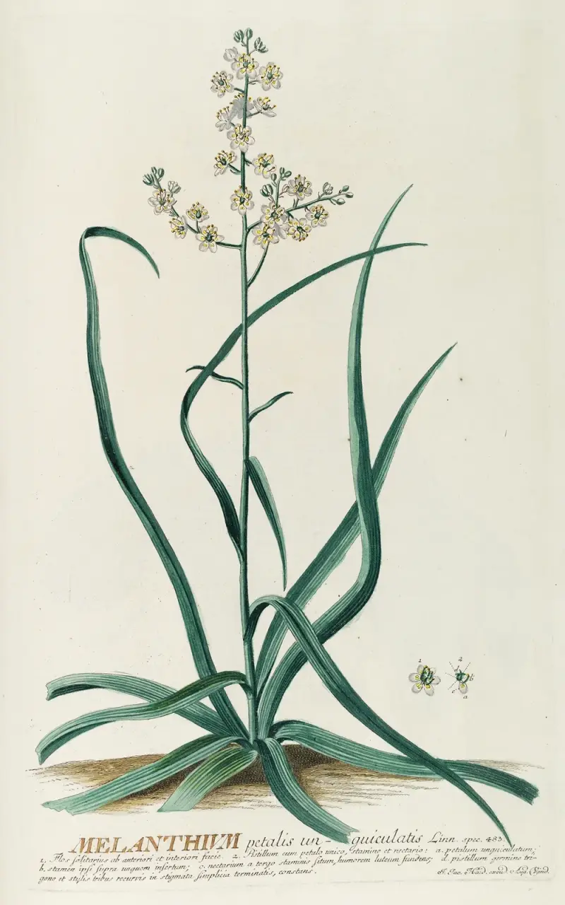 Melanthium von Georg Dionysius Ehret
