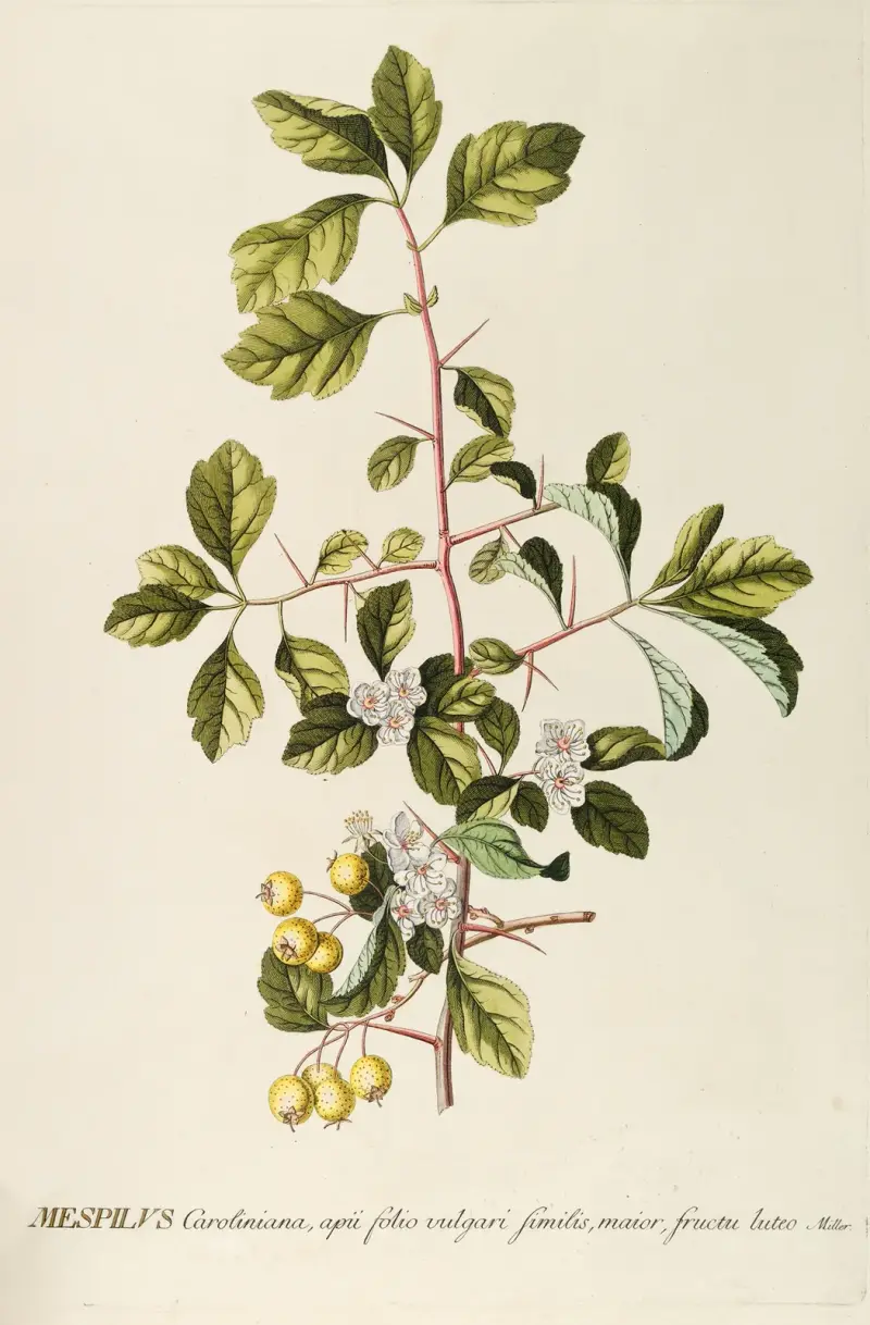 Mespilus von Georg Dionysius Ehret