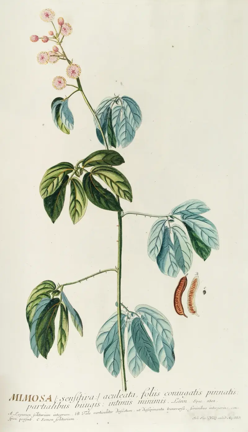 Mimosa av Georg Dionysius Ehret