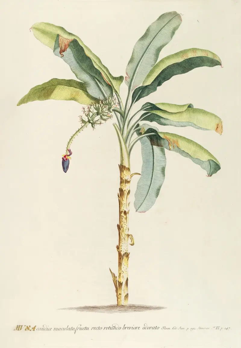 Musa II von Georg Dionysius Ehret