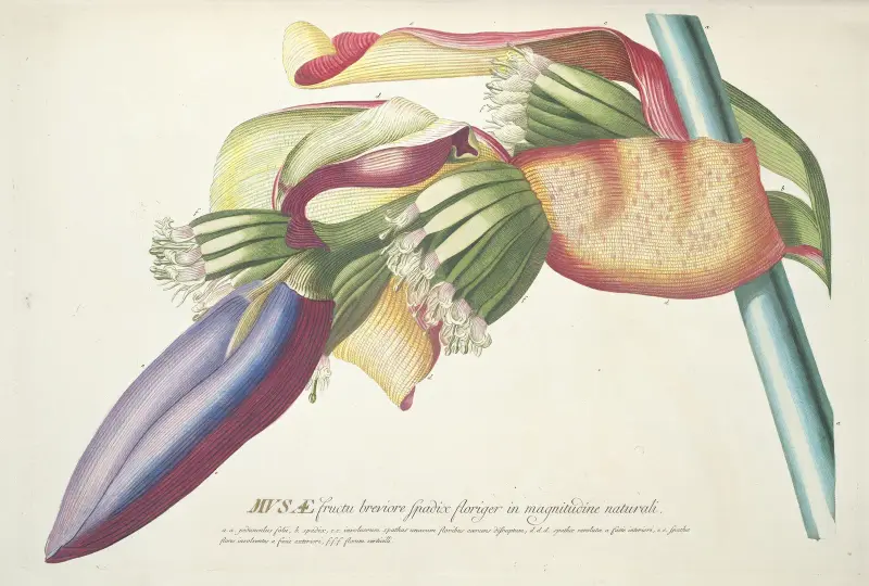 Musae III von Georg Dionysius Ehret