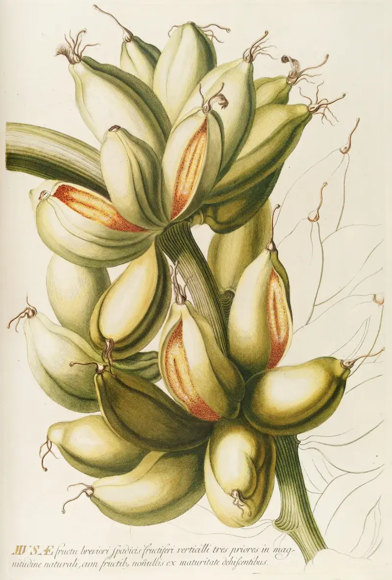 Musae IV von Georg Dionysius Ehret