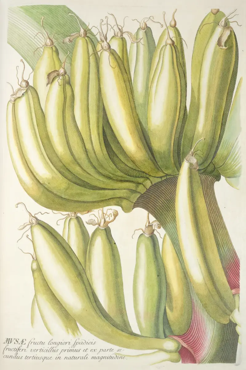 Musae, Georg Dionysius Ehret