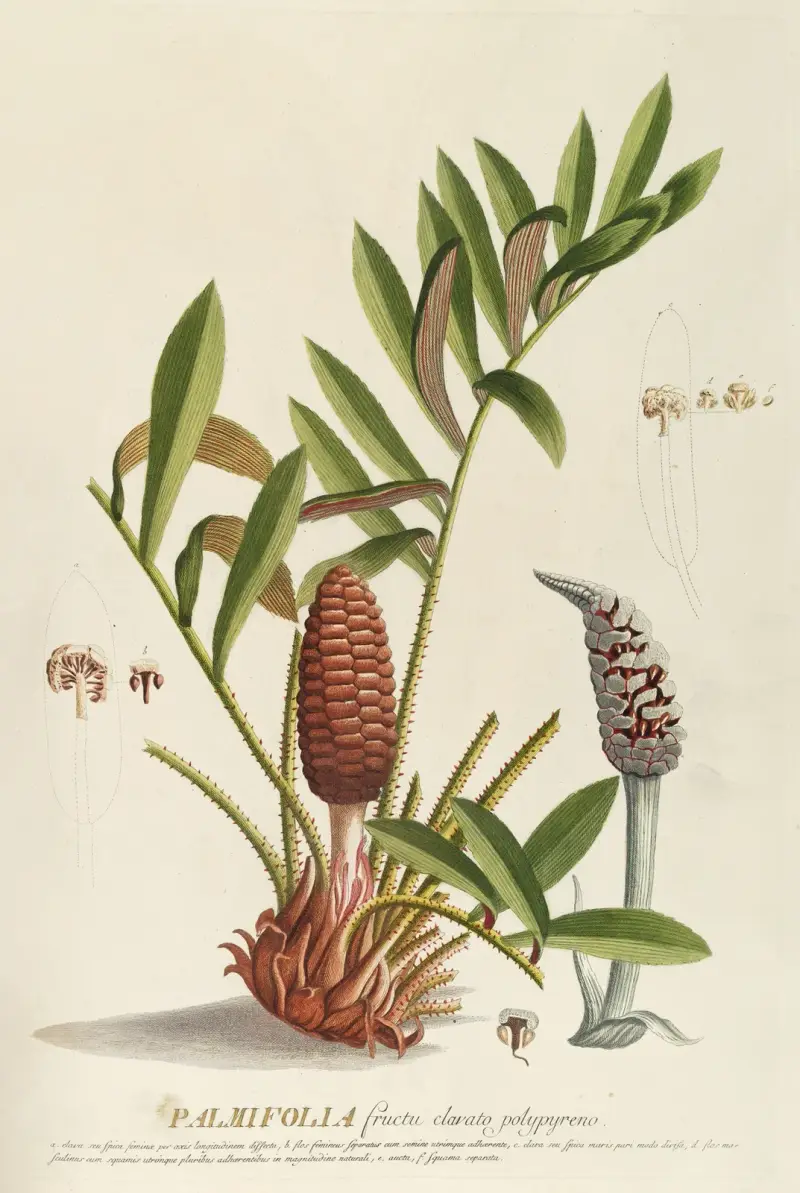 Palmifolia von Georg Dionysius Ehret