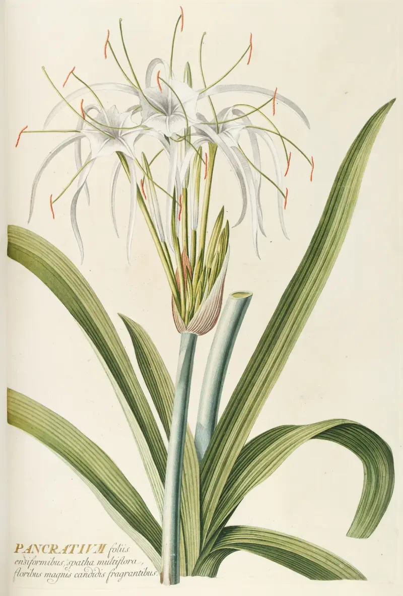 Pancratium, Georg Dionysius Ehret
