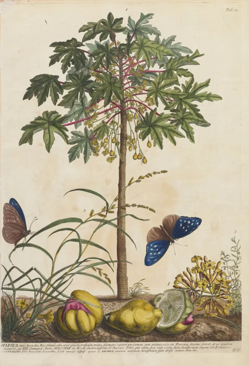 Papaya von Georg Dionysius Ehret