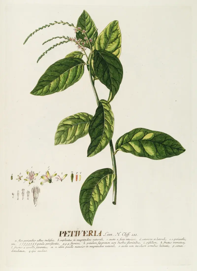 Petiveria von Georg Dionysius Ehret