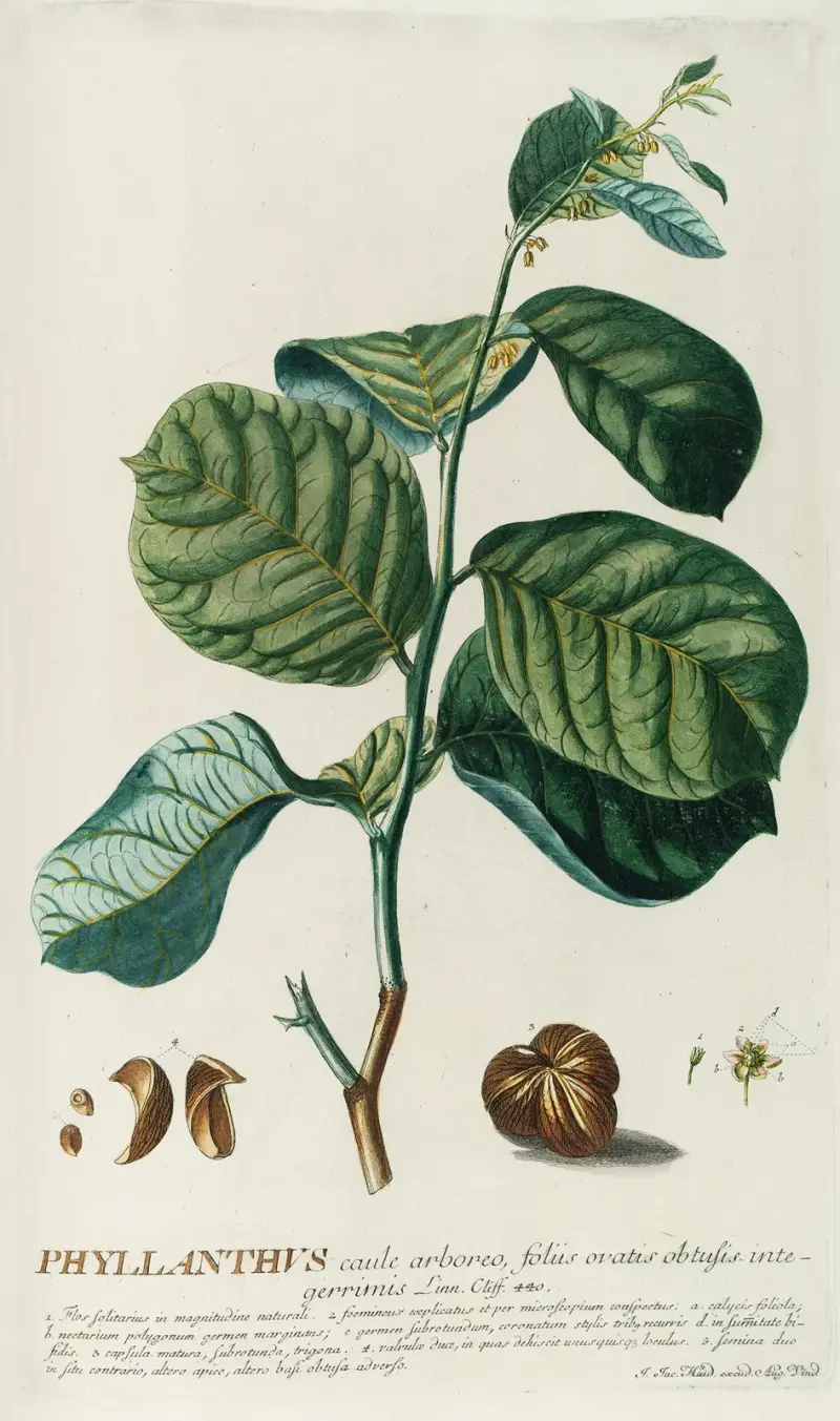 PhylIanthus von Georg Dionysius Ehret