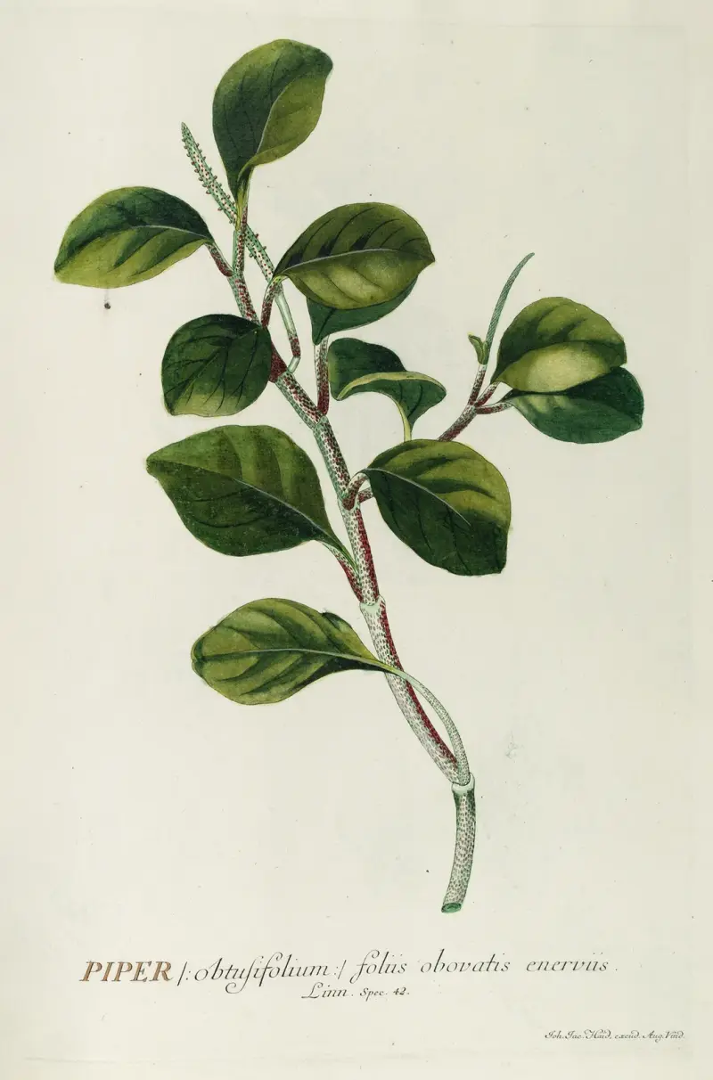 Piper von Georg Dionysius Ehret