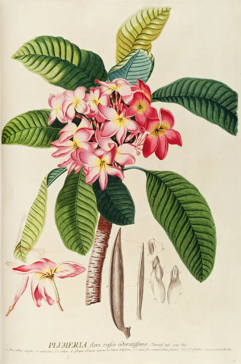 Plumeria, 1750 von Georg Dionysius Ehret