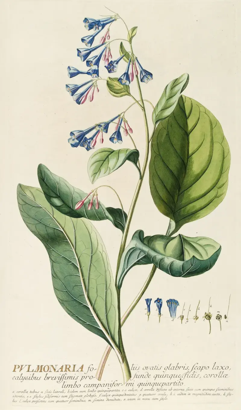 Pulmonaria von Georg Dionysius Ehret