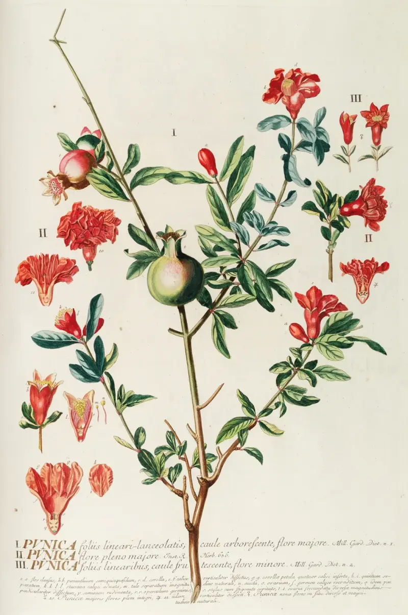 Punica von Georg Dionysius Ehret