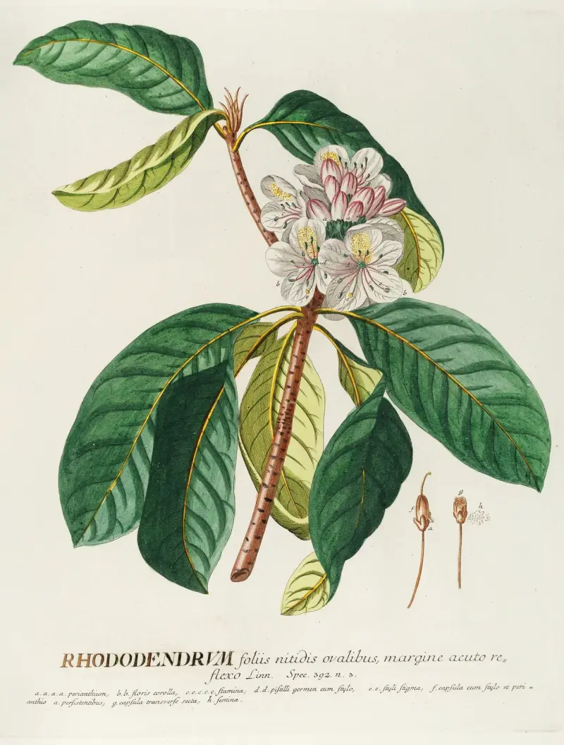 Rhododendrum von Georg Dionysius Ehret