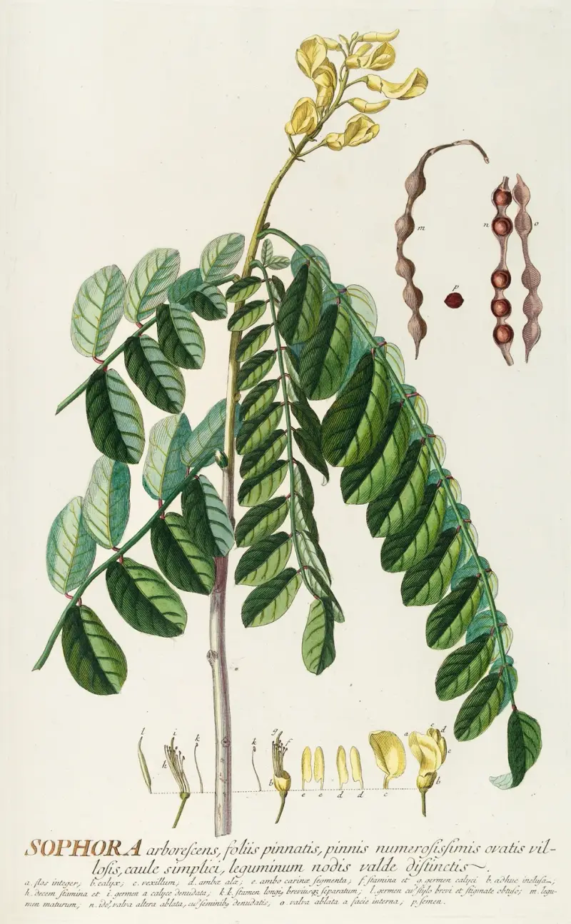Sophora von Georg Dionysius Ehret