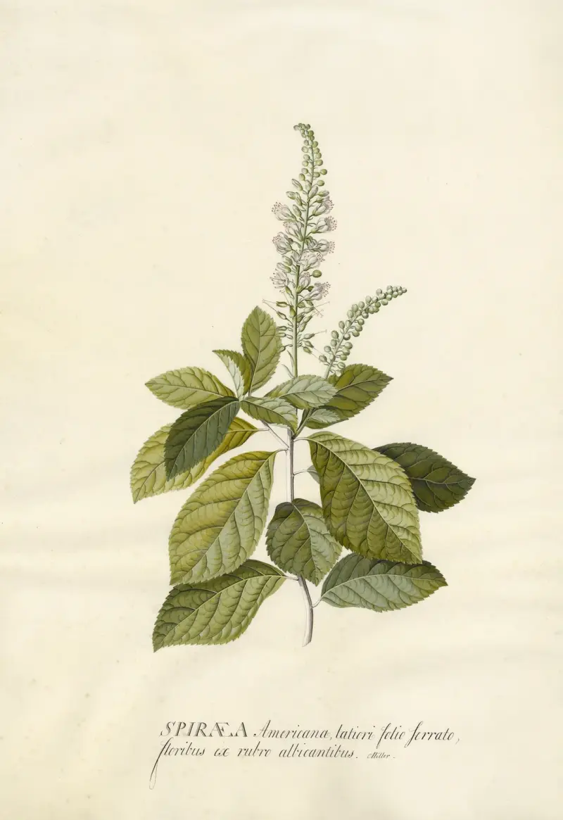 Spiraea von Georg Dionysius Ehret