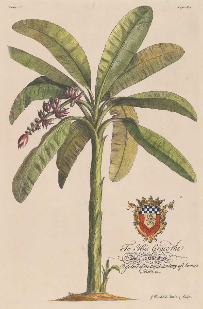 Der Bananenbaum von Georg Dionysius Ehret