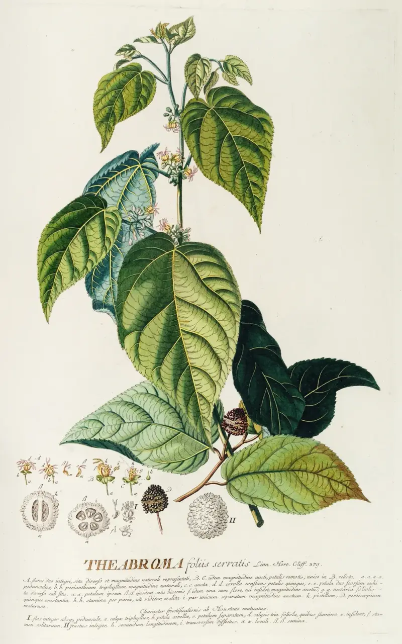 Theabroma von Georg Dionysius Ehret